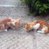 Five Cats Reportedly Dead Beside Poisoned Food: Seek Justice