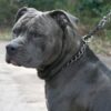 Pit Bull Chained to Cinderblock Beneath Bridge: Seek Justice