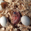 Parrot Eggs Allegedly Packed Into Airless Containers: Pursue Prosecution