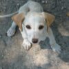 Seek Justice for Retired K-9 Dog Partner Allegedly Starved to Death by Former Officer