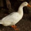 Three Wild Birds Shot Dead Near Canal Lock: Find the Shooter