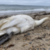 Swan Found With Head Missing: Investigate and Penalize the Culprit