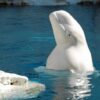 Stop the Export of Whales From Marineland After Tragic Death of Beluga