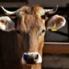 Justice for Pregnant Cow Apparently Slaughtered Alive While Her Calf Was Discarded Like Trash