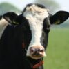 Demand Action as Billions in Animal Welfare Benefits Are Ignored While Farm Animals Suffer