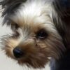 Dog Allegedly Hoisted by Leash and Punched Repeatedly: Pursue Serious Penalties