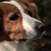 23 Animals Reportedly Found Starving Among Carcasses: Demand Justice
