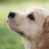Dog and Cat Reportedly Strangled and Choked to Death: Enforce Ownership Bans