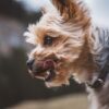 Dog Apparently Abandoned With Broken Ribs and Severe Trauma Deserves Justice