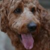 Three Dogs Allegedly Abandoned Amid Feces and Garbage: Seek Accountability