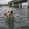 Dog Apparently Thrown in Estuary With Neck Weight to Drown: Pursue Justice