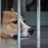 Puppies Allegedly Baked in Feces-Coated Bird Cages: Pursue Serious Penalties