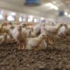 End The Brutal Killing of 7 Billion Male Chicks Annually
