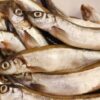 Safeguard Iceland’s Fish Stocks From Overfishing