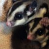 Stop Home Construction From Destroying Wildlife Habitat