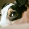 Dog Allegedly Left Caged in 100-Degree Heat to Die: Seek Maximum Penalties