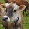 Demand Justice for Animals Alledgely Subjected to Severe Suffering at Packinghouse