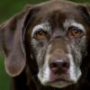 Hundreds of Animals Allegedly Starved and Burned by Feces: Seek Serious Penalties