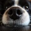 Dead Dogs Reportedly Hidden Beneath Carpet: Demand Full Prosecution