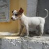Dog Allegedly Beaten and Stuffed in Drum: Investigate and Seek Prosecution