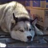 Dog Allegedly Left Emaciated on Waste-Covered Balcony: Pursue Prosecution