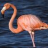 Flamingo Allegedly Choked and Thrown to Floor: Pursue Full Prosecution