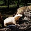 Badger and Cat Torn by Wire Snares: Investigate and Pursue Charges