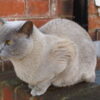 Four Cats Allegedly Left Without Care for Weeks: Investigate Now