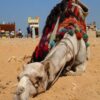 Burdened Camel Allegedly Beaten Across Face and Legs: Pursue Accountability