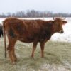 Cattle Allegedly Stolen and Brands Altered: Pursue Accountability