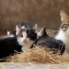 Address Cat Abandonment Crisis as 20,000 Cats and Kittens Suffer in Shelters