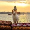 Young Cat Slashed Across Hind Legs: Seek Justice