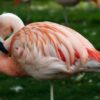 Flamingo Allegedly Seized and Injured, Feathers Torn Out: Seek Proportionate Punishment