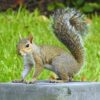 Justice for Squirrel Allegedly Tortured and Drowned