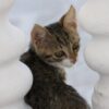 Kitten Allegedly Riddled With 13 Pellets: Pursue Justice