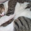Nine Cats Killed by Pesticide-Laced Food: Pursue Justice