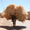 Collapsed Donkey Kicked and Whipped Beside Overloaded Cart: Pursue Justice