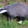 Badgers Hunted to Death, Dogs Left Wounded: Demand Justice