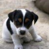 Investigate Alleged Unlicensed Puppy Breeding Operation