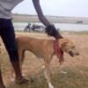 Young Dog Slashed Across Neck and Torso: Pursue Charges