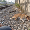 Dog Found With Skull Fractured From Club Attack: Find the Perpetrators