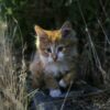 Do Not Fire Bus Driver Who Rode to Rescue of Injured Kitten
