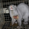 Mink Apparently Gassed and Electrocuted to Death on Fur Farms: Ban Cruel Practices