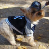 Dog Allegedly Abused on Home Video: Pursue Justice