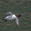 Save Seabirds With Scarecrows and Kites