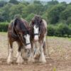Horses Allegedly Sold for Slaughter Using Illegal Documents