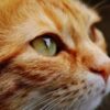 Demand Accountability for Pumpkin the Cat’s Suffering Due to Extreme Obesity