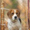 End Alleged Brutal Lab Testing on Beagles and Commit to Rehoming Dogs