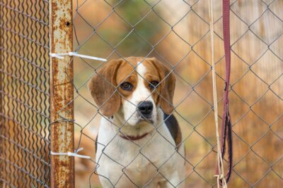 End Alleged Brutal Lab Testing on Beagles and Commit to Rehoming Dogs ...