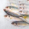 Stop Overfishing as Mackerel Stocks Plummet